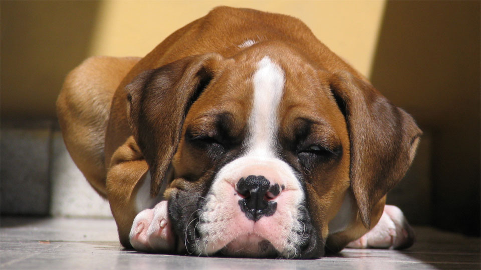 Dog